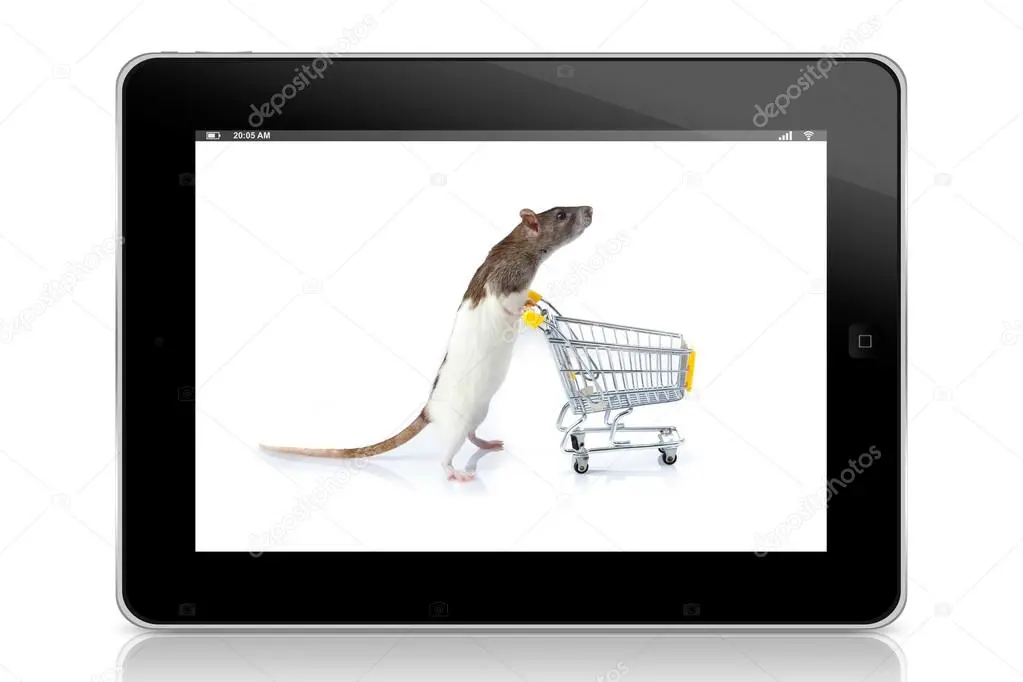 Sklep internetowy z akcesoriami dla zwierząt